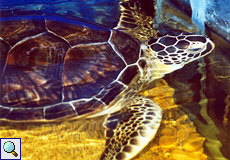 Die blinde Grüne Meeresschildkröte Stephania gehört zu den Dauerpfleglingen des Aquariums Aqua World