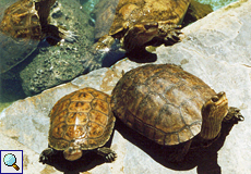 Kaspische Bachschildkröten (Mauremys caspica) im Aquarium Aqua World