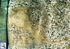 Sandfarbener, gut getarnter Rochen im Aquarium Aqua World
