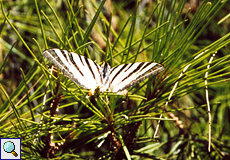 Segelfalter (Scarce Swallowtail, Iphiclides podalirius)