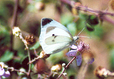Weiblicher Großer Kohlweißling (Large White, Pieris brassicae)