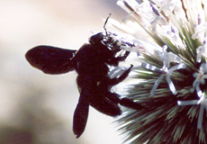 Holzbiene (Violet Carpenter Bee, Xylocopa violacea)
