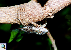 Singzikade (Cicada, Cicada sp.) Nr. 2