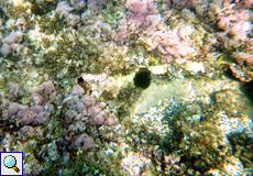 Schwarzer Seeigel (Sea Urchin, Arbacia lixula)