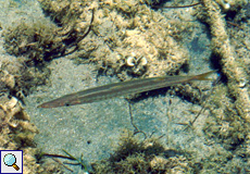 Gebänderter Barrakuda (Yellowmouth barracuda, Sphyraena viridensis)