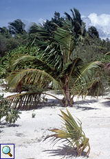 Strand mit Vegetation auf Dhigufinolhu