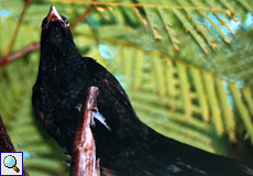 Männlicher Indischer Koel (Common Koel oder Asian Koel, Eudynamys scolopaceus scolopaceus)