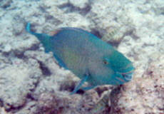 Männlicher Gepunkteter Papageifisch (Spotted Parrotfish, Cetoscarus ocellatus)