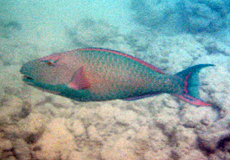 Männlicher Gepunkteter Papageifisch (Spotted Parrotfish, Cetoscarus ocellatus)