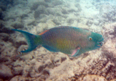 Männlicher Nasenhöcker-Papageifisch (Ember Parrotfish, Scarus rubroviolaceus)