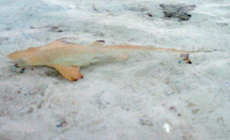 Schwarzspitzen-Riffhai (Blacktip Reef Shark, Carcharhinus melanopterus)