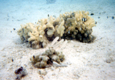 Kleiner Korallenblock in einer Lagune