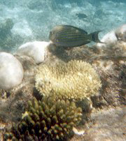 Blaustreifen-Doktorfisch (Acanthurus lineatus) an Korallen