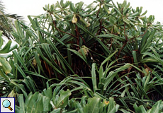 Schraubenbaum (Screw Pine, Pandanus sp.)