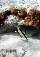 Halfterfisch (Moorish Idol, Zanclus cornutus)