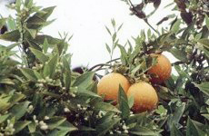 Orangen an einem Baum