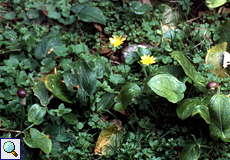 Scharbockskraut (Lesser Celandine, Ranunculus ficaria)