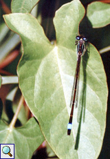 Männliche Große Pechlibelle (Blue-tailed Damselfly, Ischnura elegans)