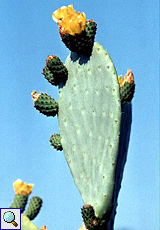 Echter Feigenkaktus (Edible Tree Cactus, Opuntia ficus-indica)