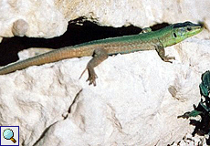 Malta-Eidechse (Maltese Wall Lizard, Podarcis filfolensis)