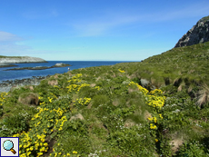 Schmale grüne Ebene nördlich des Bootsanlegers, hier brüten unter anderem Mantelmöwen (Larus marinus)