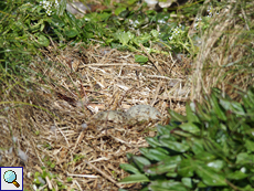 Mantelmöwen-Nest (Larus marinus)