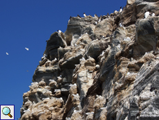 In den steilen Felsen von Hornøya brüten oder rasten auf kleinen Vorsprüngen Seevögel