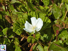 Blüte der Moltebeere (Rubus chamaemorus)