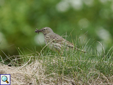 Zu den auf Hornøya heimischen Singvögeln gehört der Strandpieper (Anthus petrosus)
