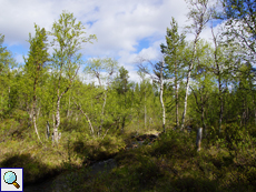 Moorbirken (Downy Birchs, Betula pubescens)