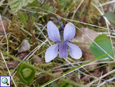 Sumpf-Veilchen (Viola palustris), Beschreibung folgt