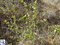 Zwergbirke (Dwarf Birch, Betula nana)