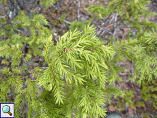 Gemeiner Wacholder (Juniperus communis), Beschreibung folgt