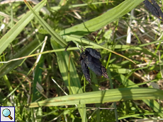 Trauer-Segge (Carex atrata), Beschreibung folgt