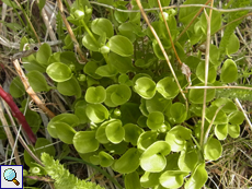 Sumpf-Herzblatt (Parnassia palustris), Beschreibung folgt