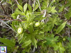 Trollblume (Globeflower, Trollius europaeus)