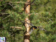 Die Waldkiefer (Pinus sylvestris) ist einer der Charakterbäume der Taiga