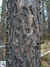 Borke einer Waldkiefer (Pinus sylvestris)