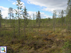 Lockerer Baumbestand der Taiga im nördlichen Norwegen