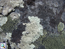 Flechten auf einem Felsblock in der Taiga