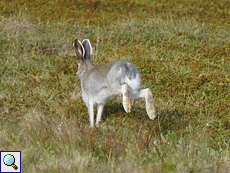 Schneehase (Mointain Hare, Lepus timidus)