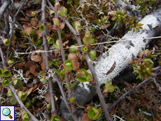 Zwergbirke (Betula nana) in der Tundra im Detail