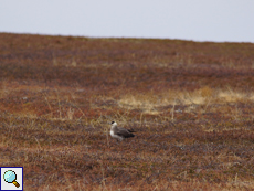 So leer wie die Tundra auf den ersten Blick scheint, ist sie nicht - hier brüten Vögel wie die Schmarotzerraubmöwe (Stercorarius parasiticus)