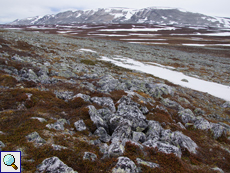 In der niederpolaren Tundra im nördlichen Norwegen liegt oft Mitte Juni noch Schnee