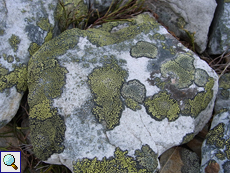 Die Steine und Felsen der Tundra werden von verschiedenen Flechtenarten besiedelt
