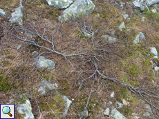 In der Tundra wachsen die Zwergbirken (Betula nana) liegend auf dem Boden