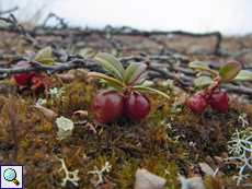 Preiselbeere (Vaccinium vitis-idaea) in der Tundra
