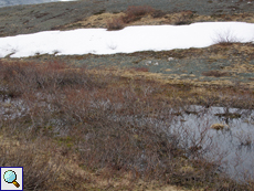 In Senken sammelt sich im Sommer in der Tundra Wasser, das den zahlreichen Mücken der Region als Brutplatz dient