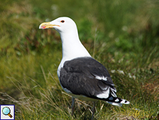 Mantelmöwe (Greater Black-backed Gull, Larus marinus)