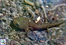 Feuersalamander-Larve (Fire Salamander, Salamandra salamandra)